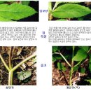 참당귀, 지리강활(개당귀), 바디나물 비교 이미지