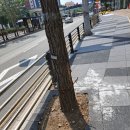 중앙로가로수 이미지