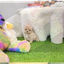 온정동물병원 | 고성 강아지 무료분양 임시보호 신청으로 새로운 가족 찾은 이야기