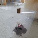 멍소담 이미지