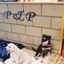 밍키애견 이미지