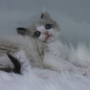 랙돌하우스 이미지