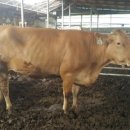 임리목장 이미지