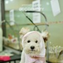 코코 펫 미용 이미지