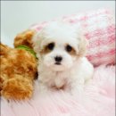 다양하개 이미지