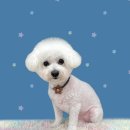 하얀이언니네 이미지