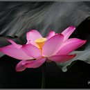 강주연못 이미지