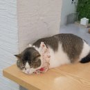 스카이캣명동2호점 이미지