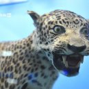 땅끝해양 자연사박물관 이미지