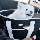 일로-15 | 강아지 이동가방 애견 카시트 슬링백 일로 시티백 내돈내산