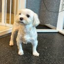견생원 이미지