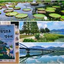 양수리전통시장 | 양평 가볼만한곳 워킹쓰루 IN 양수리 전통시장 수풀로 환경생태공원 양평 두물머리 둘레길 세미원 승우...
