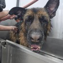 원 그루밍 | [일산/탄현동]대형견 전문미용실 목욕 올도그그루밍