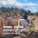 도이치모터스 (주) 제주지점 | 서귀포 제주말타기체험 조랑말체험공원 I 아이와함께 방문후기
