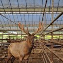 세마 사슴 이미지