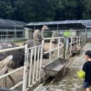 꼬꼬농장 | 파주 타조마을 동물 먹이주기 승마체험 파주 아이랑 갈만한 곳 후기
