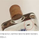 뚜껑 안딴 고량주에 파리가~~! 이미지