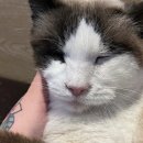 냐옹냐옹고양이카페 이미지