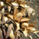 참중나무 이미지