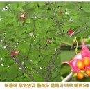 <한우리 산악회>2008년 9월 9일 = (영월 "장산" 정기산행기) 이미지