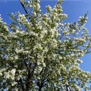 함양밀면 이미지