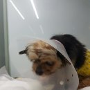 유동물의료센터 이미지