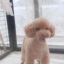도담도담이발소 이미지