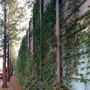 참나무숯불통닭 이미지