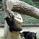 동물의 왕국 이미지