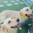 지리산 보더콜리 이미지