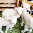 닥터맘 산후도우미 이미지