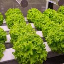 해맞이농장 이미지