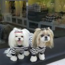 코소코소 꿍이네 이미지