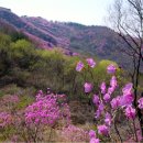 선홍빛으로 뒤덮인 강화 고려산의 진달래. 이미지