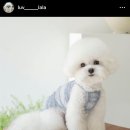 루이비숑 | 미니비숑 분양 후기 100프로 실제 성견 사진