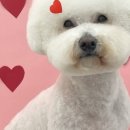 츄츄살롱 이미지