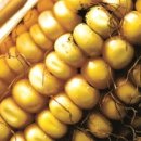 [GMO 농작물은 진짜 해로운가] 콩·옥수수 안전성 시험 1990년대에 끝나 이미지