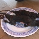 웰빙요리 이미지