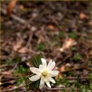 야생화답사 이미지