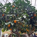 아라힐링카페 | 함안 산인면 식물원 카페 추천, 아라깨비 식물원카페 여유로운 힐링 공간 후기/바나나꽃 하귤나무 야자수