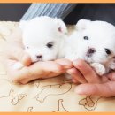 홈브리딩 이미지