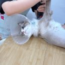 고양이 무마취미용 고미고미 화명점 이미지