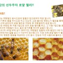 비웰마켓 네이버블로그
