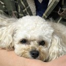 [강아지 눈물자국 없애는 법] 사료만 바꿔보자!!