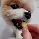 창바우농장 이미지
