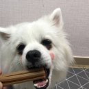 케이디펫 | [견사돌/덴탈껌] 반려견 잇몸관리엔 견사돌ㅋㅋㅋㅋ