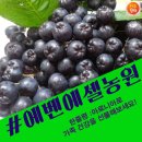 에벤에셀농원