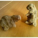 둔포초등학교병설유치원 이미지