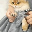 제이제이펫 이미지