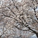 우리한우 철원목장 | 서산 한우목장 웰빙산책로 활짝 핀 벚꽃 만개 구경